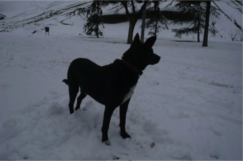 Blacky jugando en la nieve